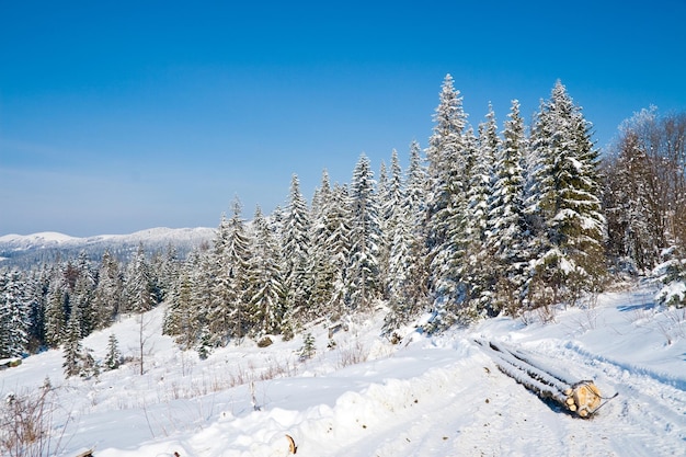 Fond de pays des merveilles d'hiver Journée ensoleillée glaciale dans la forêt d'épinettes de montagne Arbres enneigés et ciel bleu