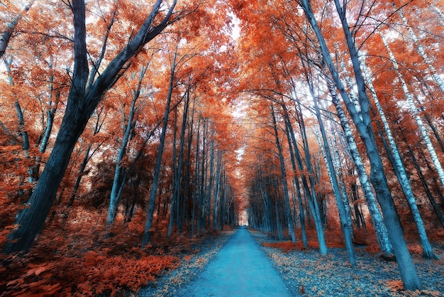 fond de paysage d'automne belle forêt jaune saison d'automne chute de la nature