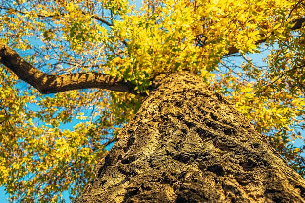 Fond de paysage d'automne coloré avec des feuilles orange et jaune contre le ciel bleu