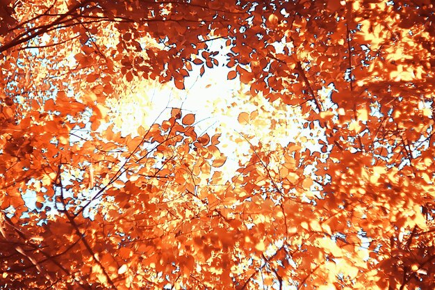 fond de paysage d'automne avec des feuilles jaunes / journée d'automne ensoleillée, rayons du soleil au coucher du soleil dans une belle forêt jaune, feuilles tombées, automne