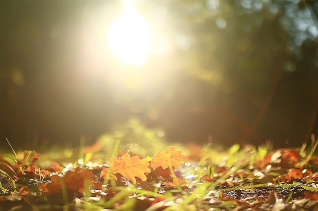 fond de paysage d'automne avec des feuilles jaunes / journée d'automne ensoleillée, rayons du soleil au coucher du soleil dans une belle forêt jaune, feuilles tombées, automne