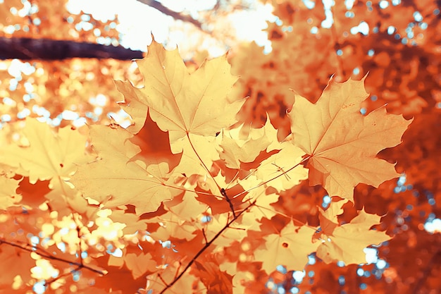 fond de paysage d'automne avec des feuilles jaunes / journée d'automne ensoleillée, rayons du soleil au coucher du soleil dans une belle forêt jaune, feuilles tombées, automne