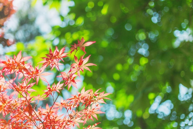 Fond de paysage de feuilles rouges