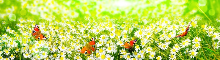 Photo fond de paysage de la fleur de camomille en fleurs naturelles et des papillons.