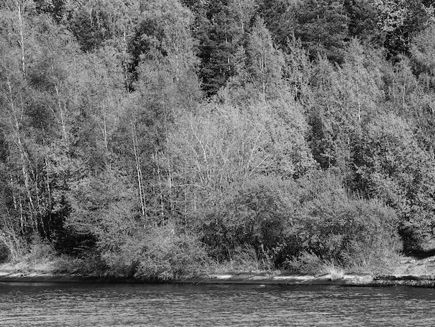 Fond de paysage de forêt de rivière noir & blanc