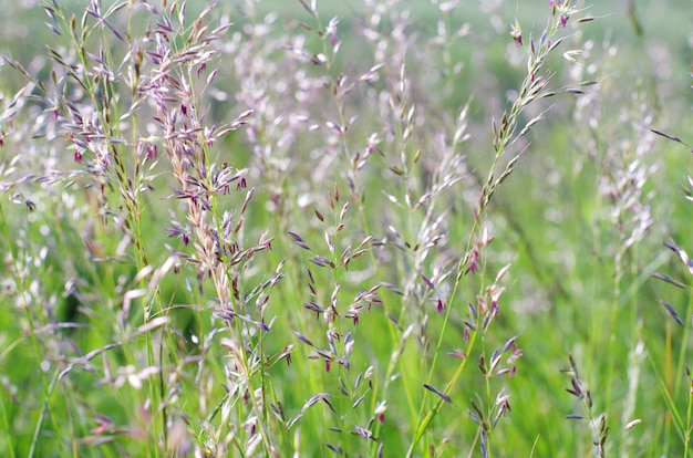 Fond de paysage d'herbe verte sur le terrain