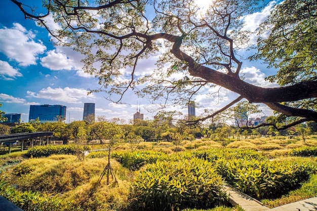 fond de paysage de parc de la ville