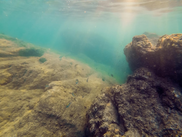 Fond de paysage sous-marin avec coraux et poissons.