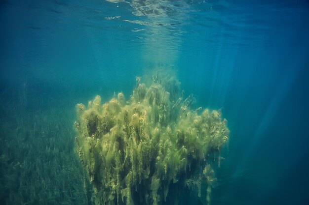 fond de paysage sous-marin de mangroves / buissons et arbres abstraits sur l'eau, eau transparente nature eco