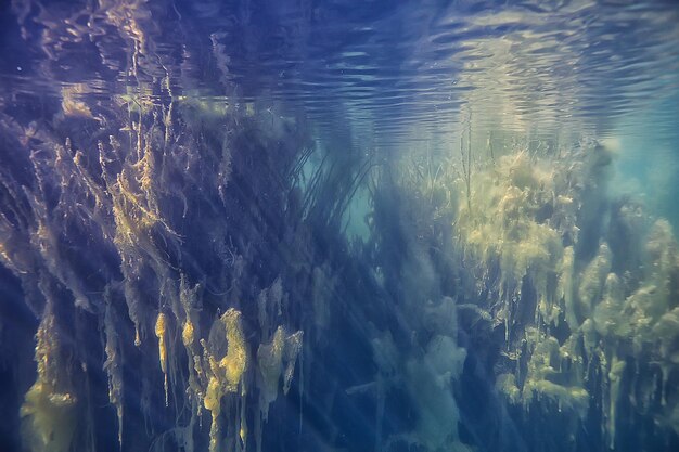 fond de paysage sous-marin de mangroves / buissons et arbres abstraits sur l'eau, eau transparente nature eco