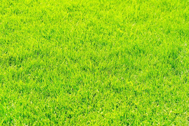 Fond de pelouse recadrée verte