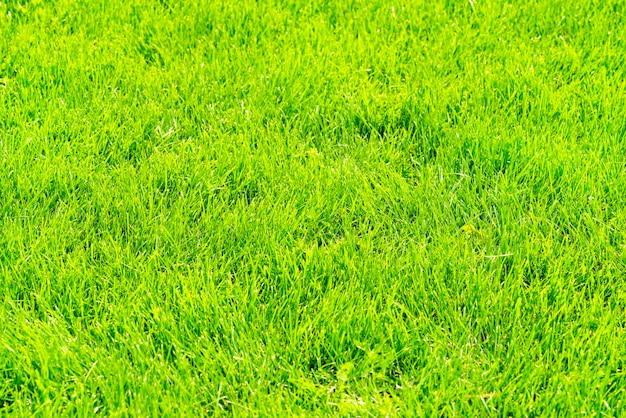 Fond de pelouse recadrée verte