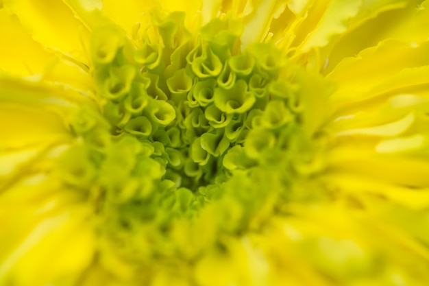 Fond de pétales de calendula jaune