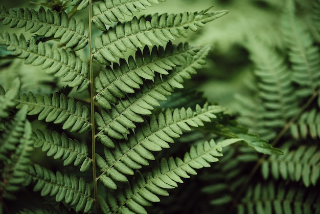 Fond de pétales de feuilles de fougère verte Feuillage vert foncé Feuille tropicale