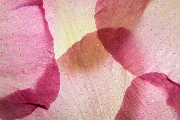 Photo fond de pétales de fleur rose macro