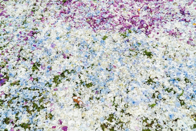 Fond de pétales de fleurs d'hortensia