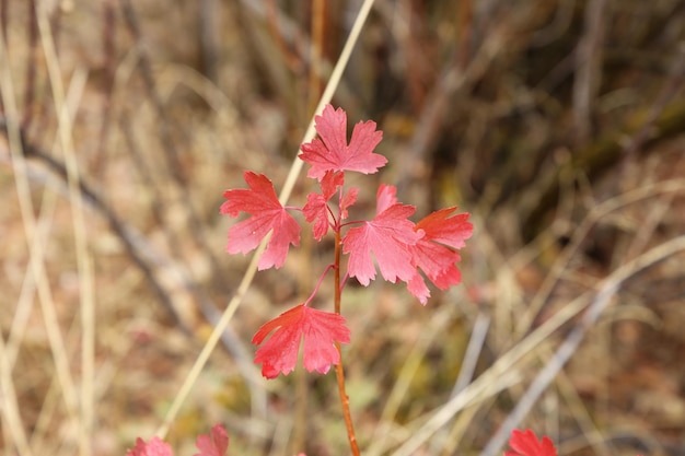 fond de petite feuille d'érable rouge