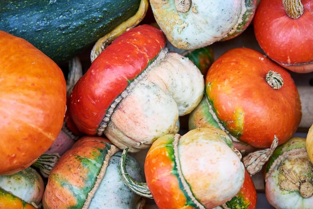 Fond de petites citrouilles décoratives