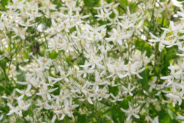 Photo fond de petites fleurs blanches