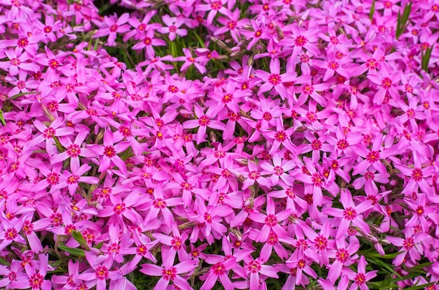 Fond de petites fleurs roses. Beaucoup de petites fleurs roses