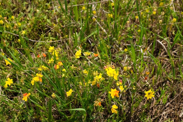 Fond de petites fleurs sauvages jaunes