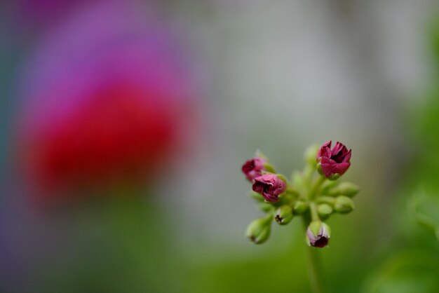 Fond de photographie macro gros plan fleur rouge