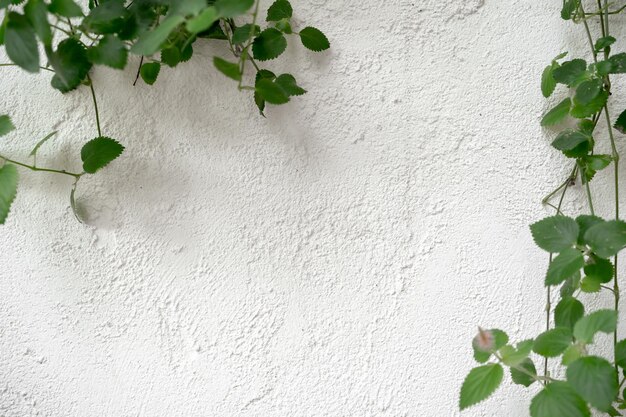 Fond de pierre de béton de mur texturé de ciment blanc sur les plantes Fond de mur texturé blanc