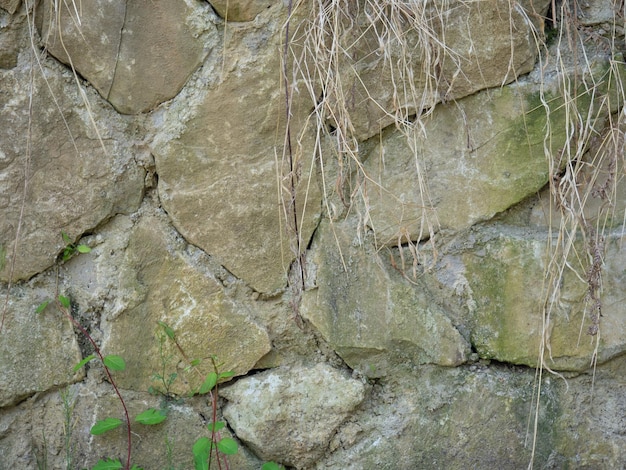 Fond de pierre Les plantes poussent sur un vieux mur de pierre Ancienne maçonnerie Vestiges de l'architecture ancienne