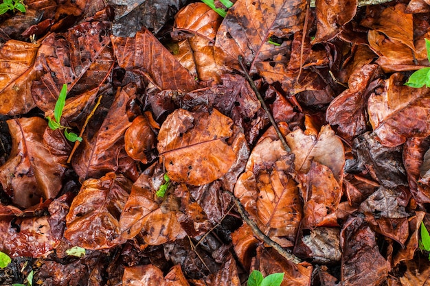 fond d&#39;une pile de feuilles