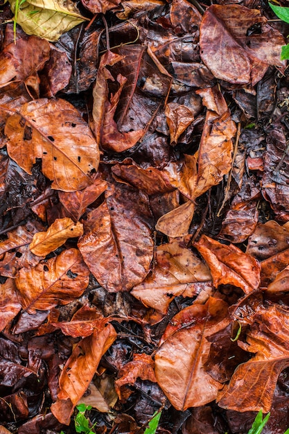 fond d&#39;une pile de feuilles