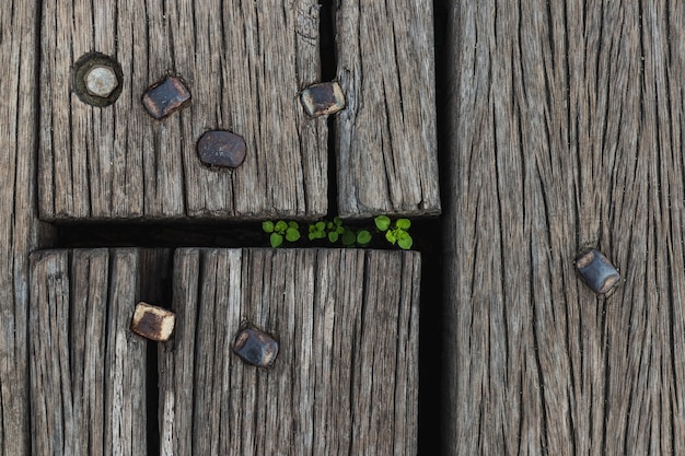 Fond de planches de bois avec des plantes vivantes à l'intérieur