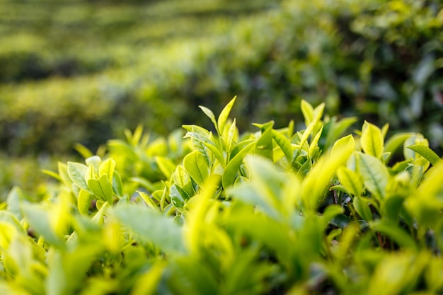 Fond de plantation de feuilles de thé après la pluie