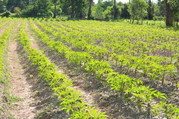 Fond de plantation de manioc