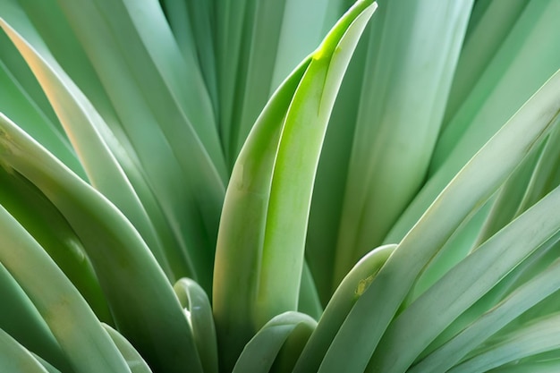 fond de plante aloe vera générative ai