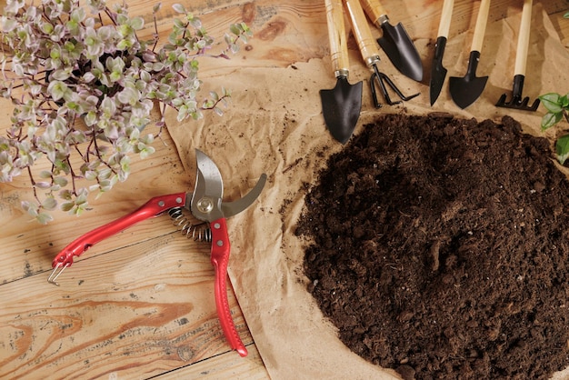 Fond de plante en bois avec concept de soin des plantes outils de jardinage