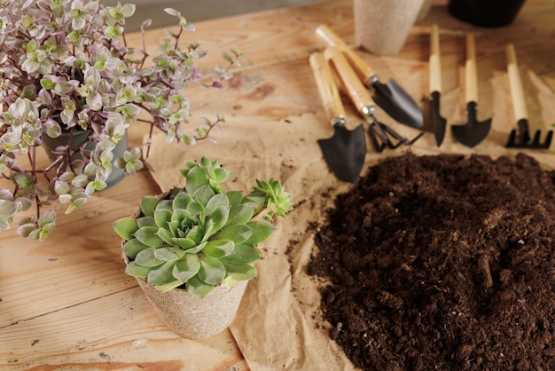 Fond de plante en bois avec concept de soin des plantes outils de jardinage