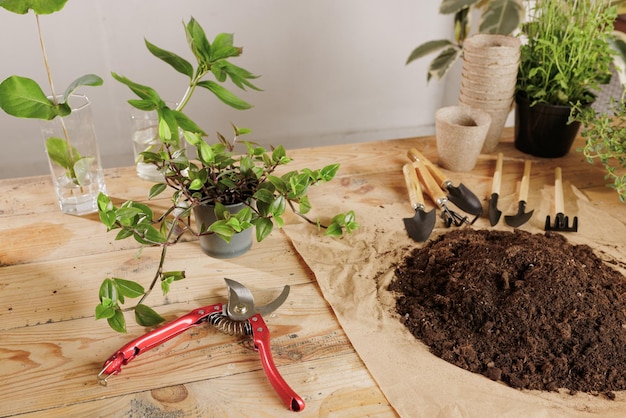 Fond de plante en bois avec concept de soin des plantes outils de jardinage