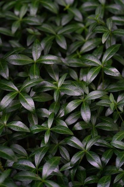 fond de plante de feuilles de pervenche et d'hôtes sur un parterre de fleurs sans fleurs