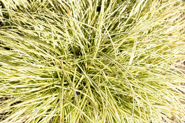 Photo fond de plante d'herbe naturelle à feuilles vertes, texture herbeuse.
