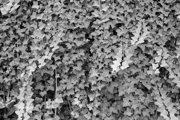 Fond de plante de lierre en noir et blanc