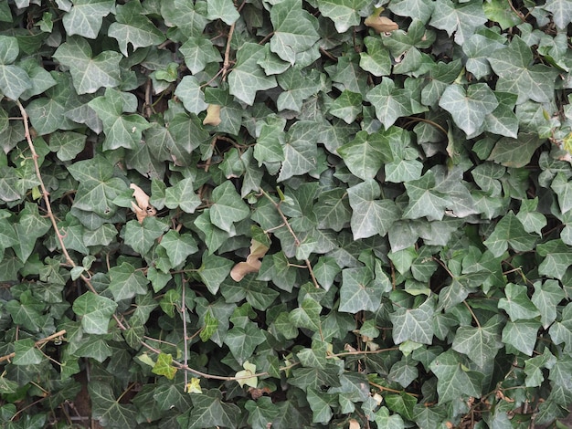 Fond de plante de lierre