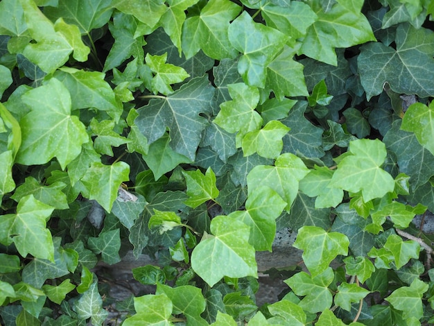 Fond de plante de lierre