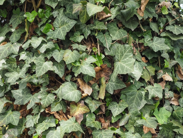 Fond de plante de lierre