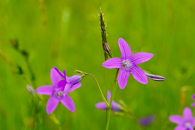 Fond de plante de prairie: fleurs violettes et herbe verte.