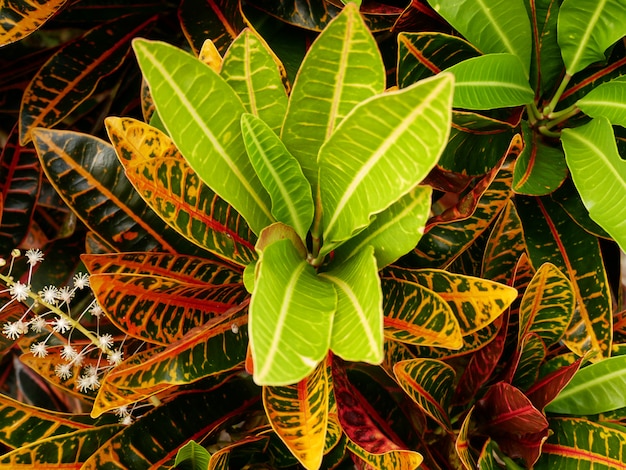 fond de plante verte, arbre à feuilles