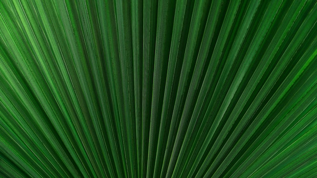 Fond de plante verte fraîche tropicale abstraite plein cadre avec effet de texture