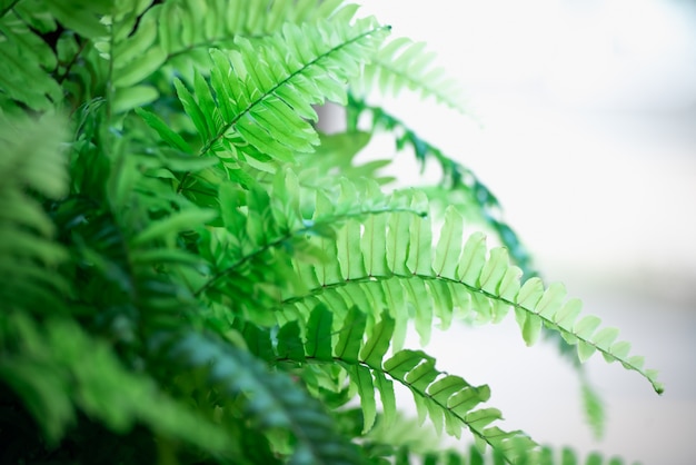 Fond de plante verte avec la lumière du soleil.