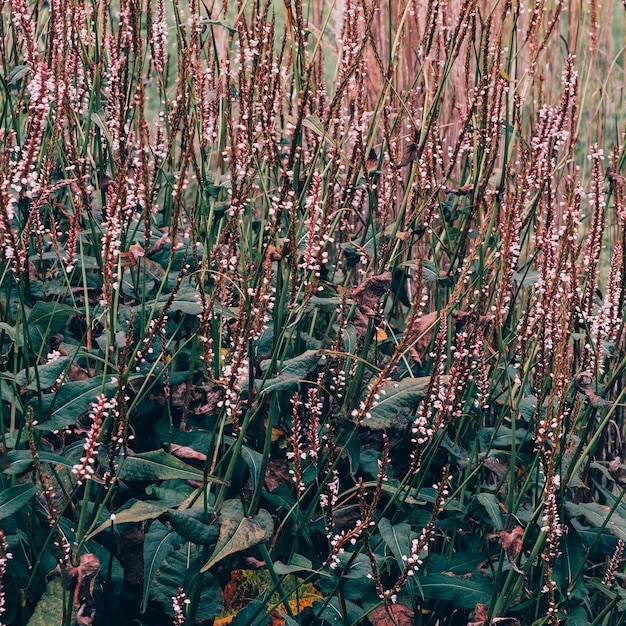 Photo fond de plante verte. parc à l'extérieur. concept d'amoureux de la nature