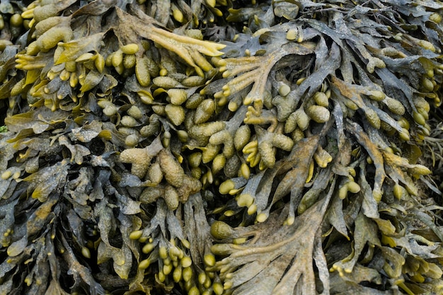Fond de plantes d'algues