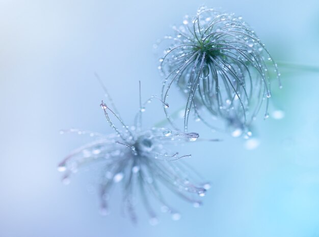 fond de plantes de branches avec des gouttes d'eau après la lumière de défocalisation de pluie